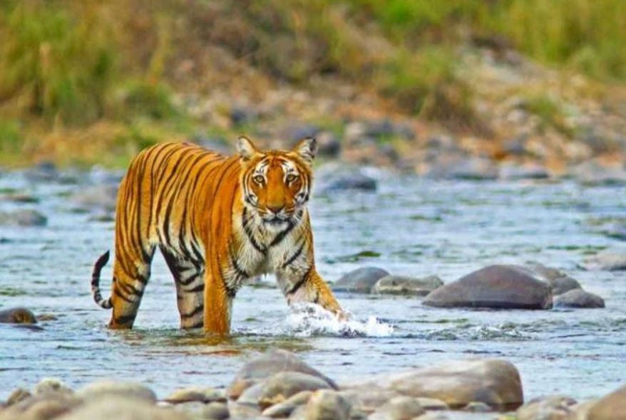 Jim Corbett National Park, Uttarakhand, India